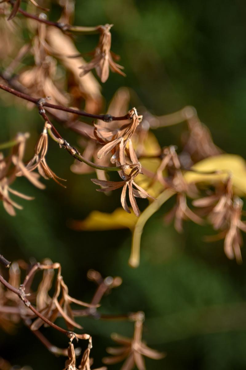 Abelia biflora var. coreana Abelia koreańska