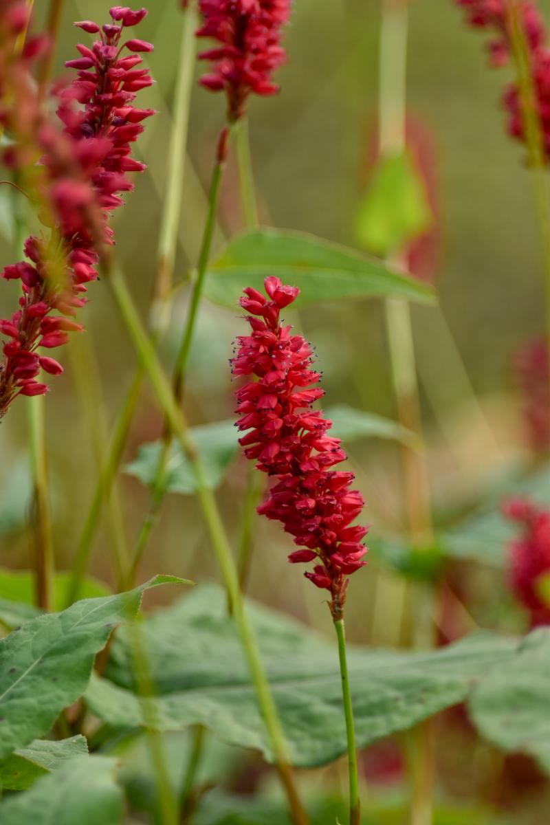 Bistorta amplexicaulis (D. Don) Greene Rdest himalajski