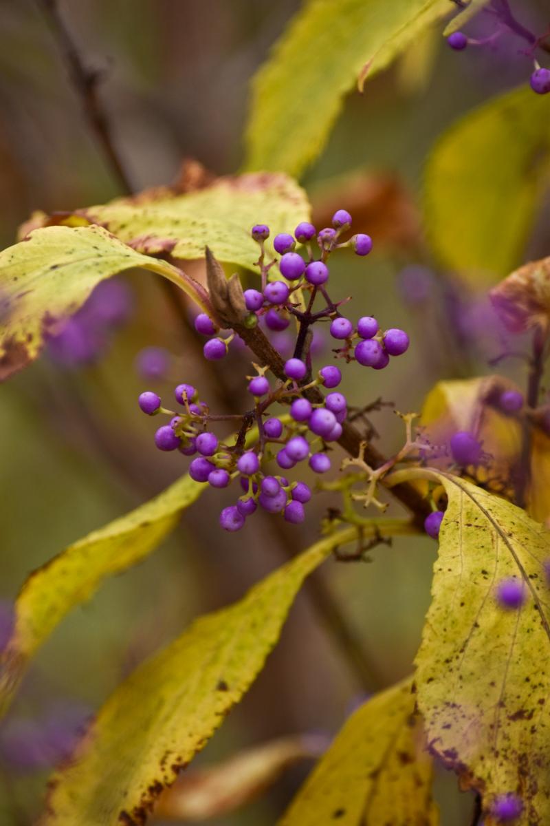 Callicarpa bodinieri L. Pięknotka Bodiniera