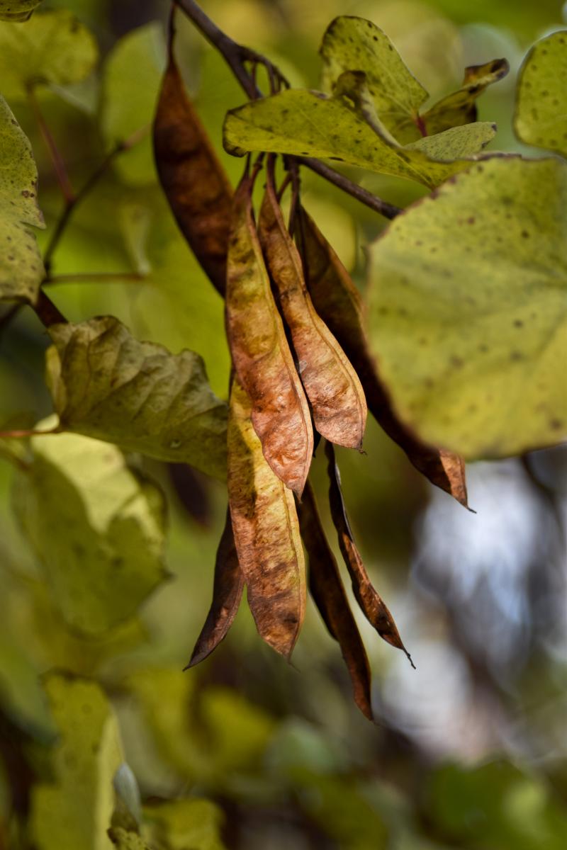 Cercis siliquastrum L. Judaszowiec południowy