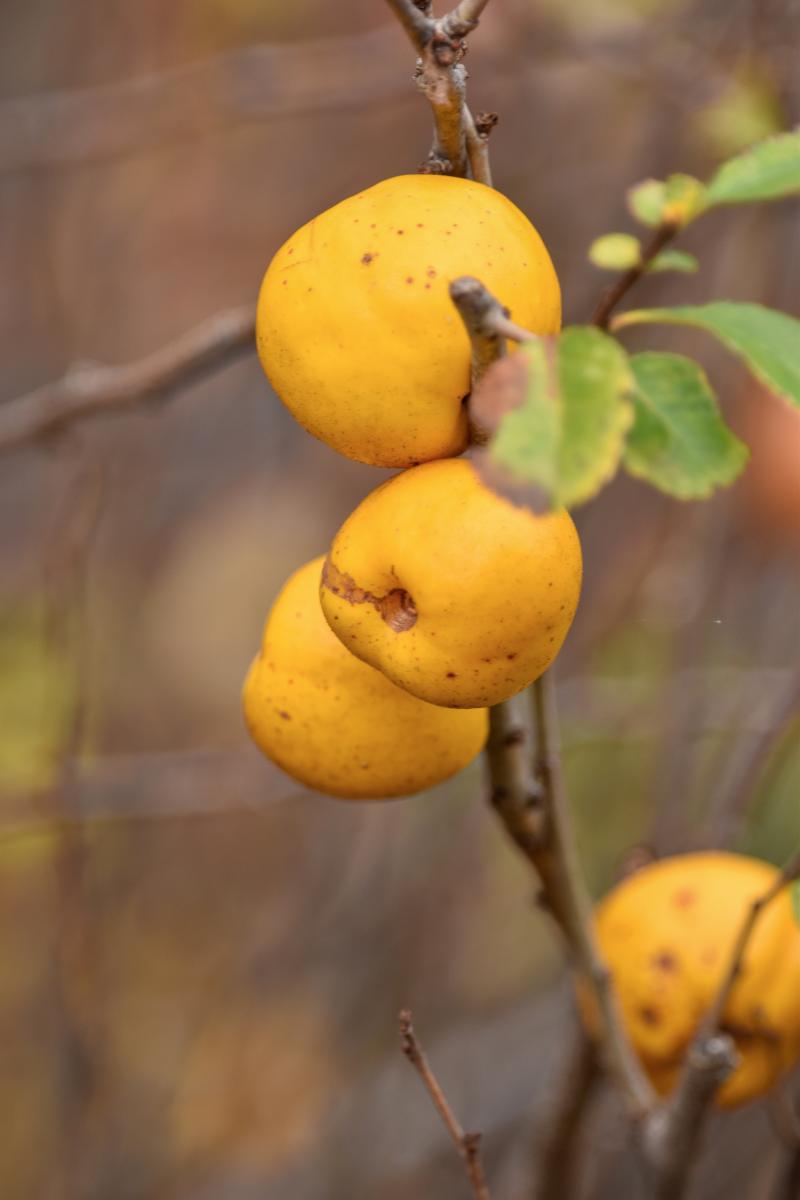 Chaenomeles japonica (Thunb.) Lindl. ex Spach. Pigwowiec japoński