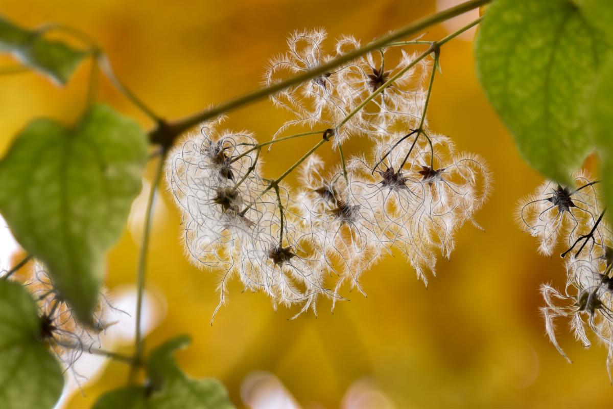 Clematis vitalba L. Powojnik pnący