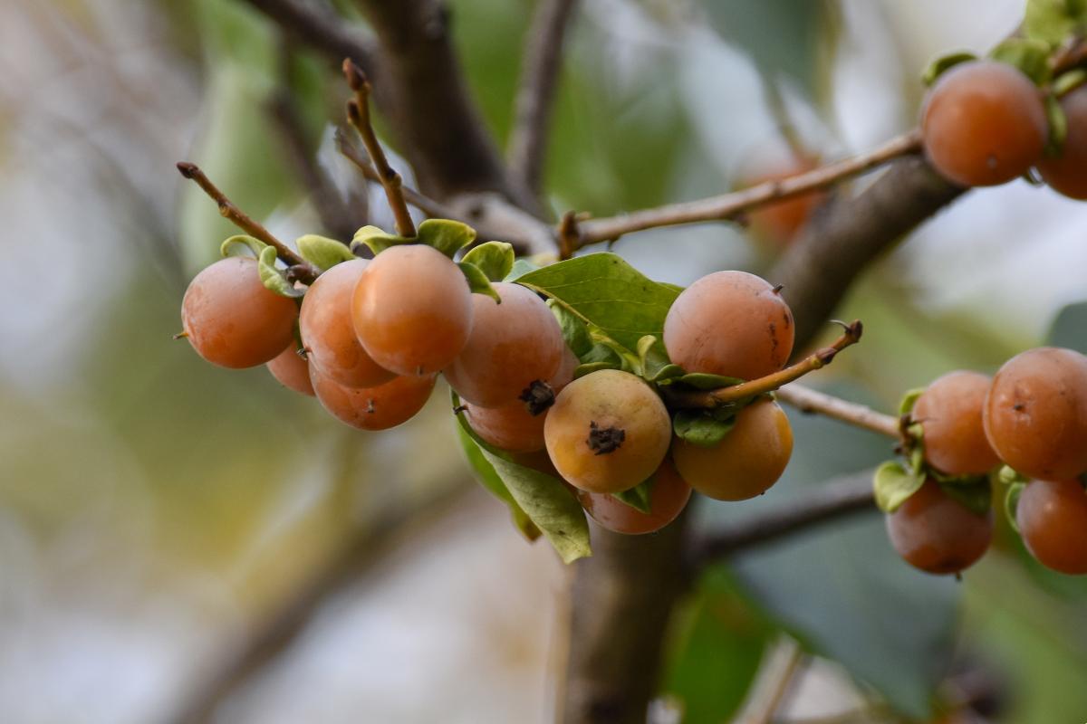 Diospyros lotus L. Hurma kaukaska