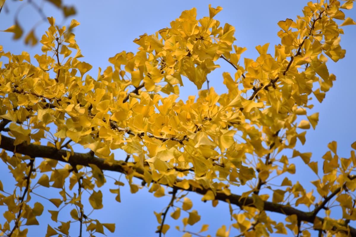 Ginkgo biloba L. Miłorząb dwuklapowy