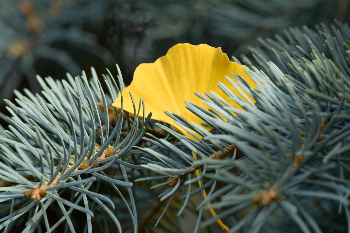 Ginkgo biloba L. et Abies concolor (Gordon et Glend.) Lindl. ex Hildebr. Liść miłorzębu na jodle kalifornijskiej