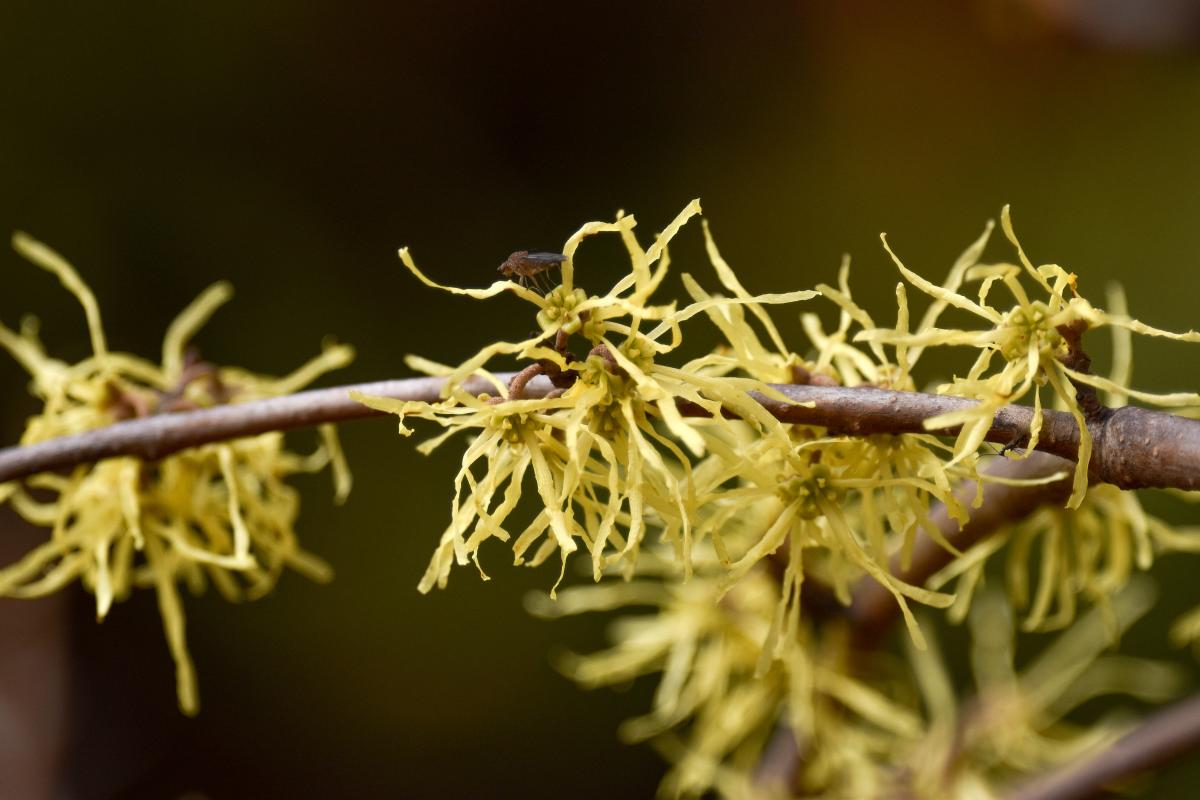 Hamamelis x intermedia Rehder. Oczar pośredni