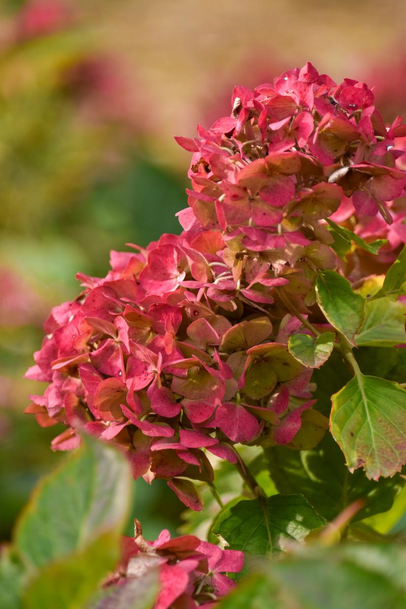 Hydrangea macrophylla (Thunb. ex Murray) Ser. Hortensja ogrodowa