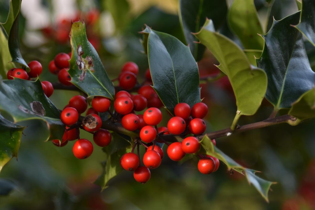 Ilex aquifolium L. Ostrokrzew kolczasty.JPG