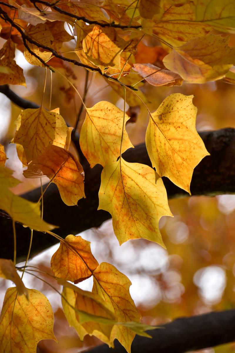 Liriodendron tulipifera L. Tulipanowiec amerykański