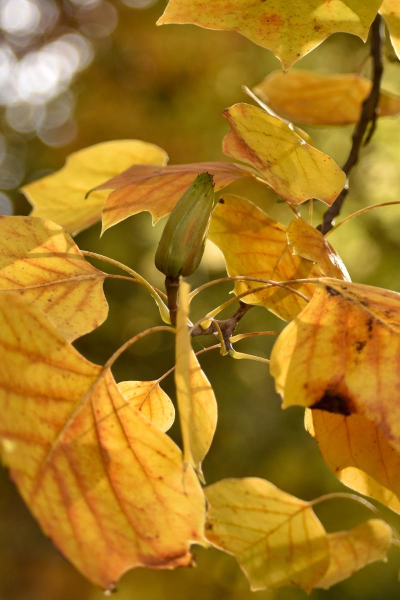 Liriodendron tulipifera L. Tulipanowiec amerykański