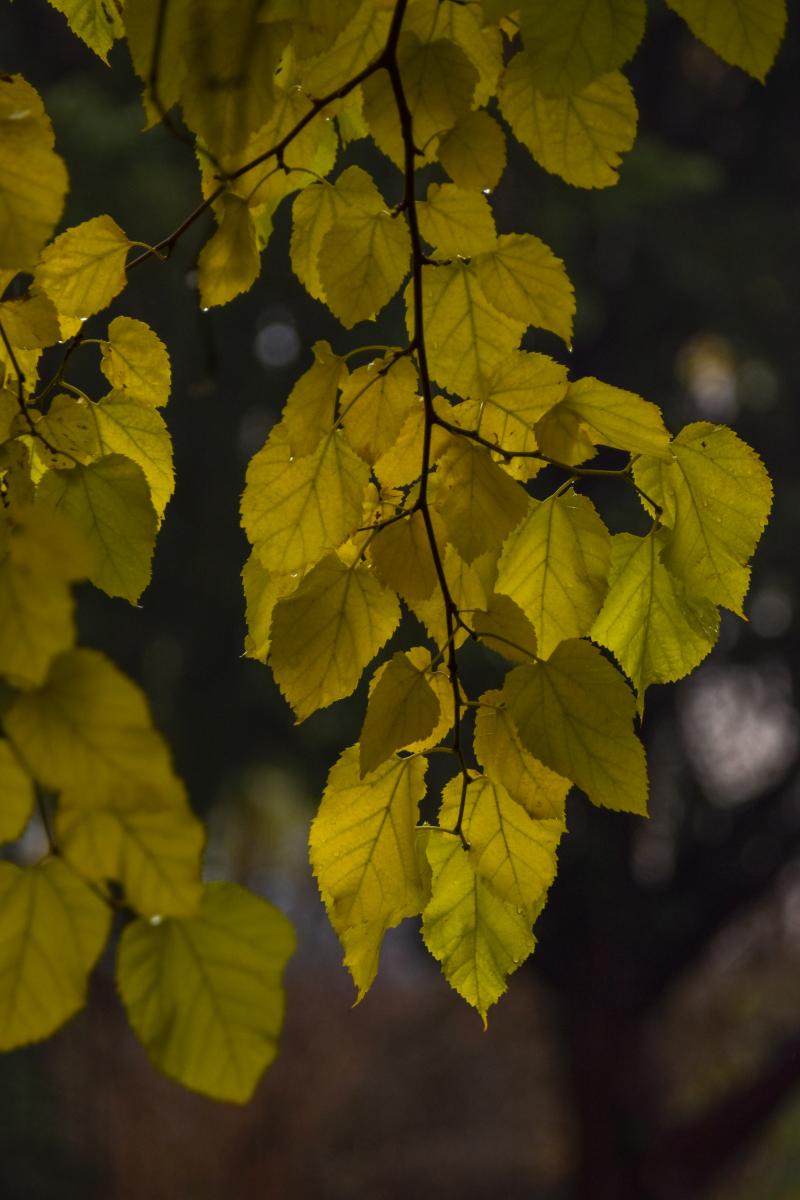 Morus alba L. Morwa biała