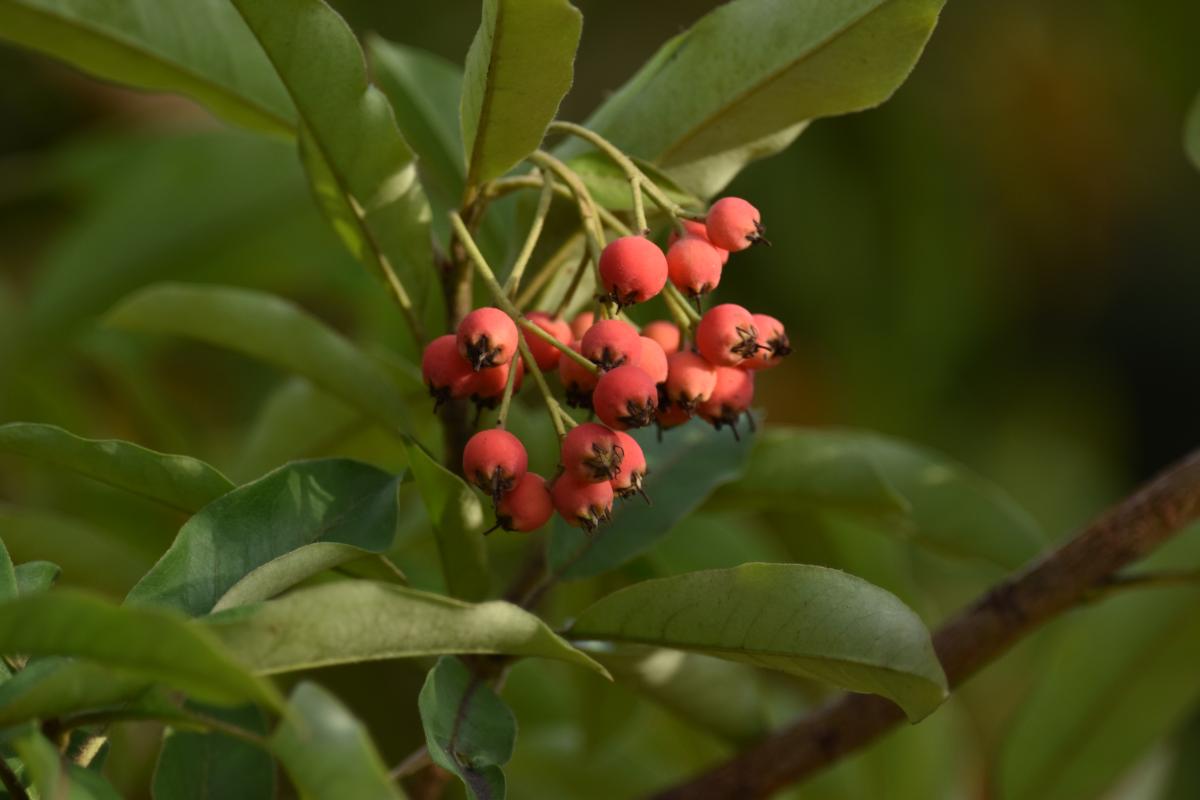 Photinia davidiana (Decne.) Cardot Głogownik Dawida