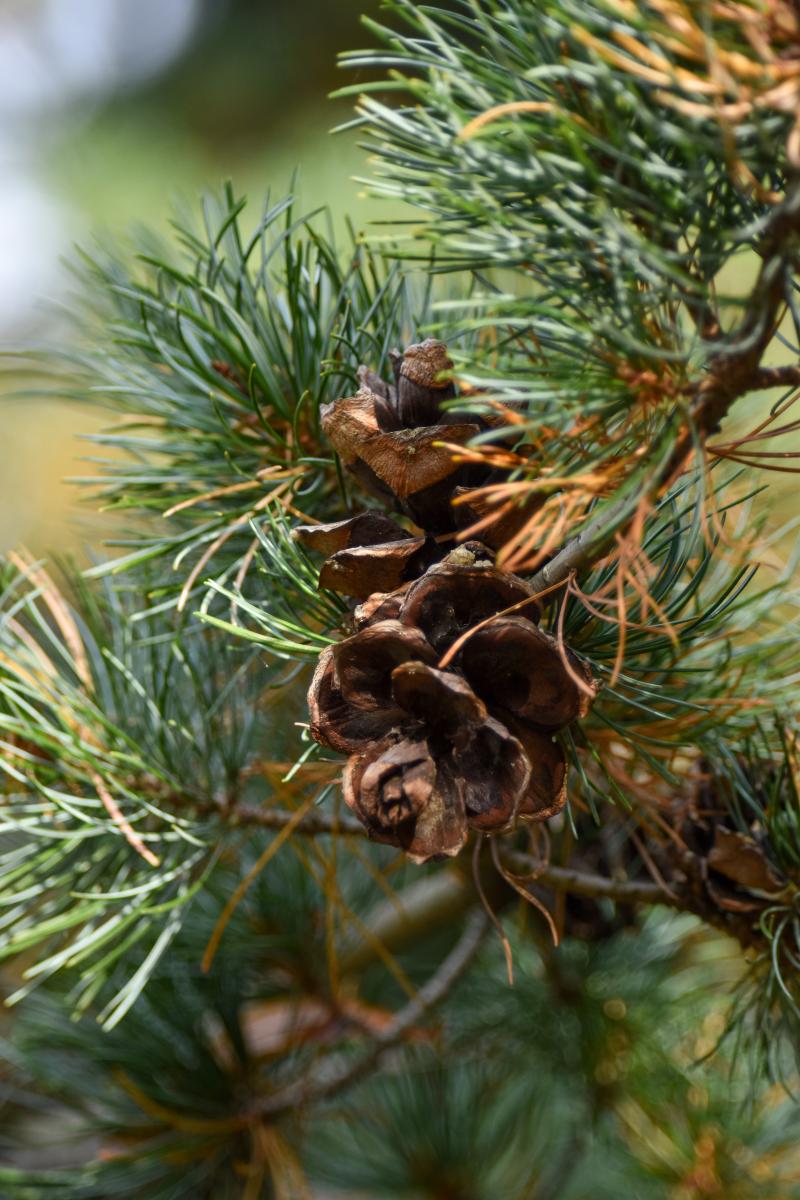 Pinus parviflora  Siebold et Zucc. Sosna drobnokwiatowa