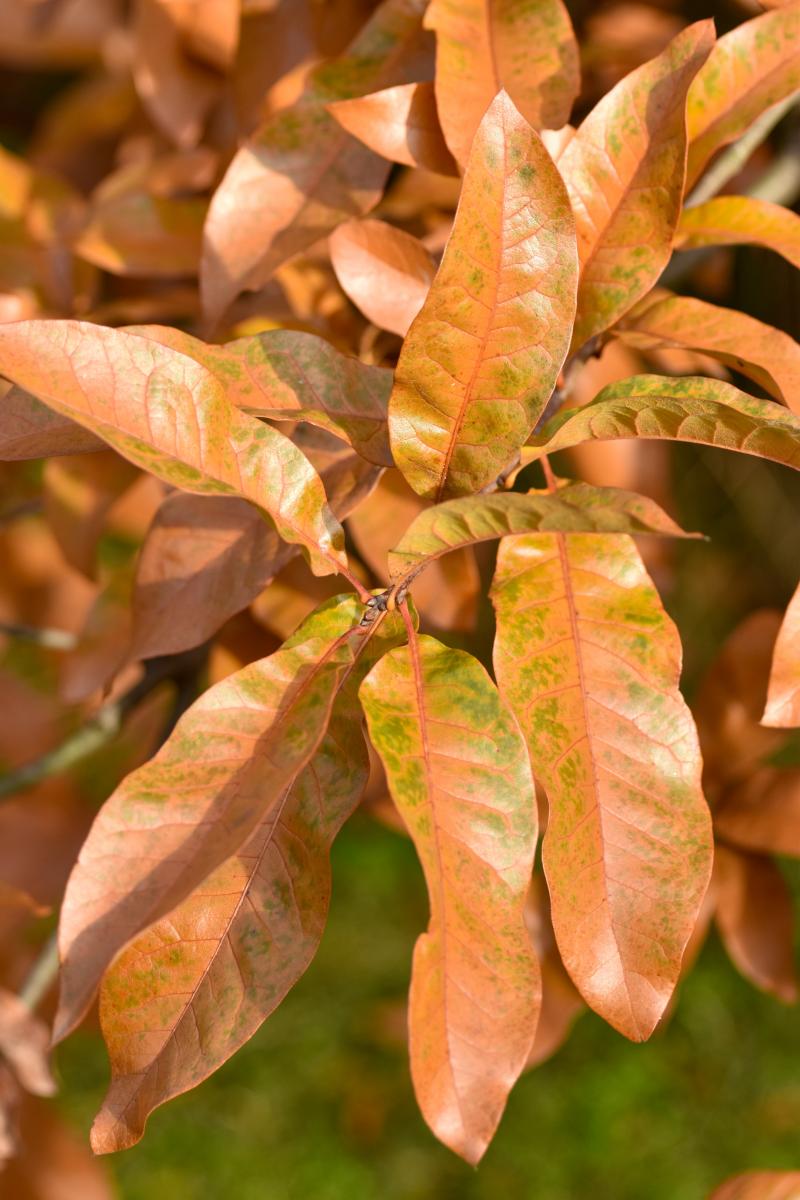 Quercus imbricaria Michx. Dąb dachówkowaty