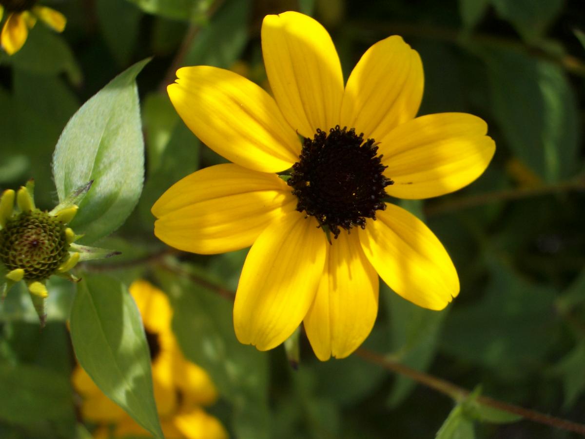 Rudbeckia triloba L. Rudbekia trójklapowa_1