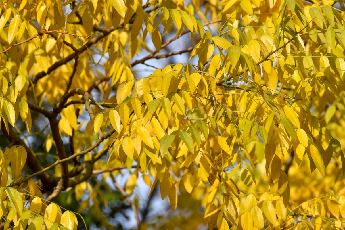 Styphnolobium japonicum L.(Schott) Perełkowiec japoński.JPG