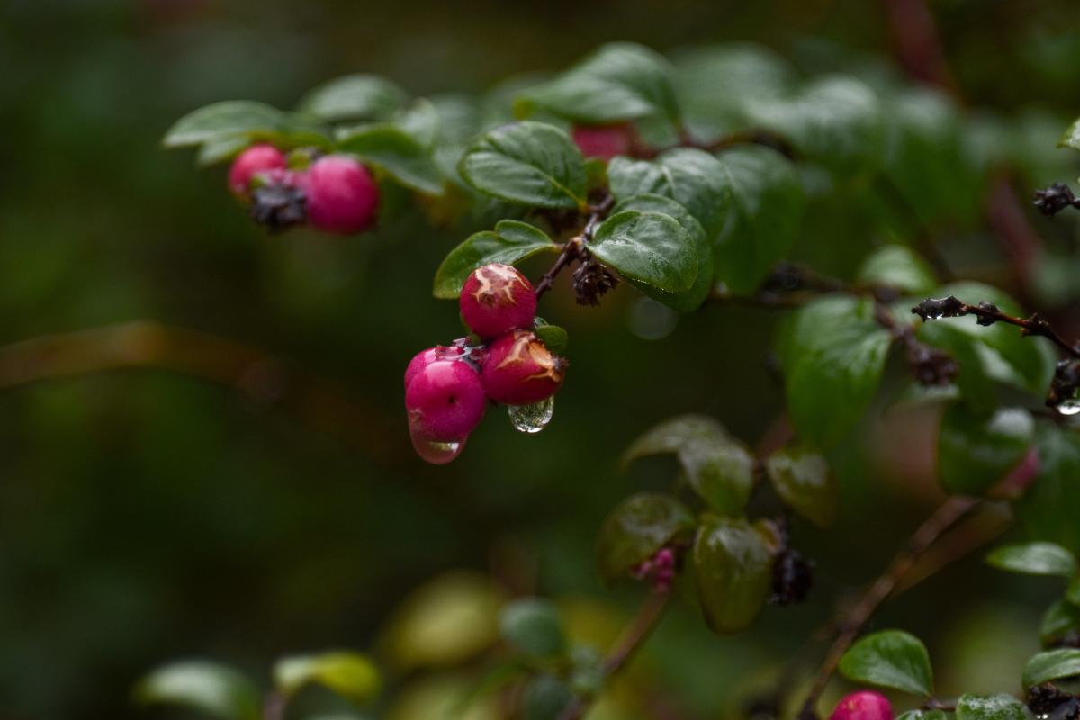 Symphoricarpos orbiculatus Moench Śnieguliczka koralowa