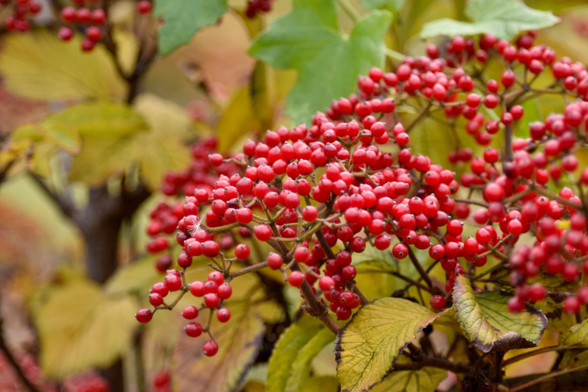 Viburnum dilatatum Thunb. Kalina szorstkowłosa