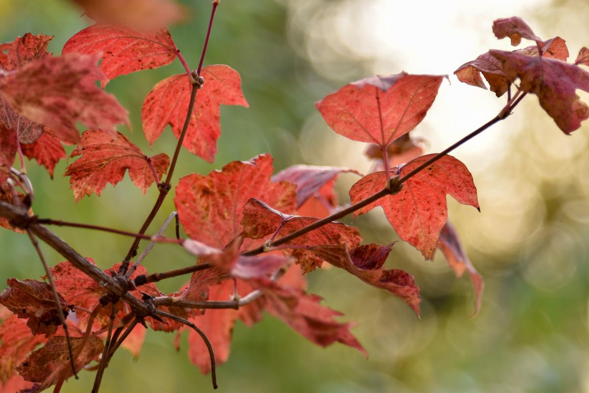 Viburnum opulus L. Kalina koralowa