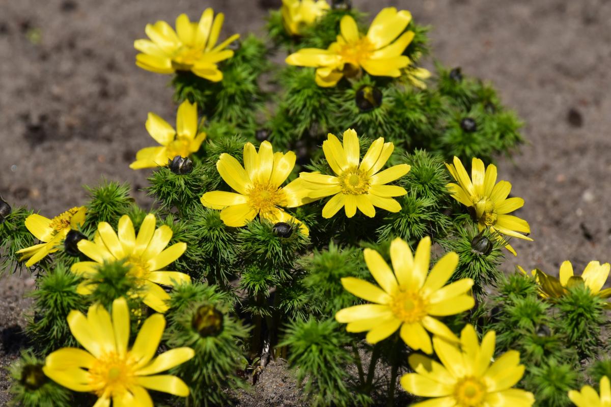 Adonis vernalis L. Miłek wiosenny