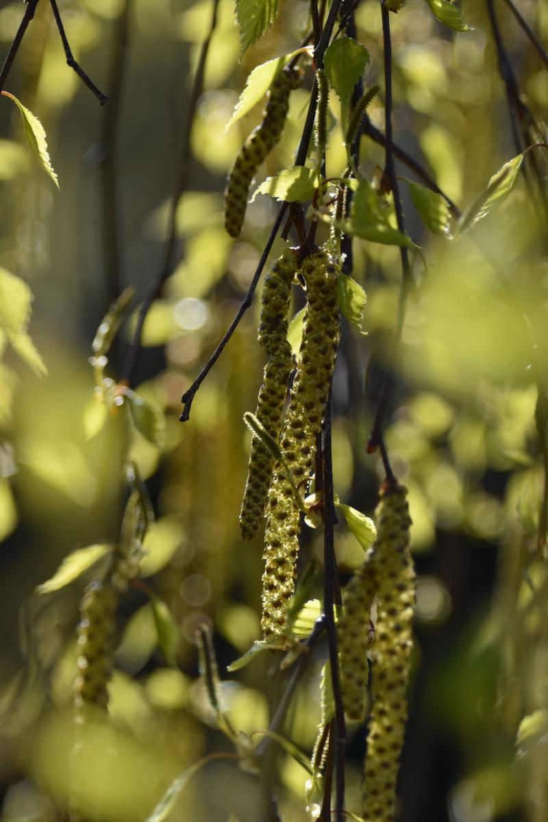 Betula pendula Roth Brzoza brodawkowata