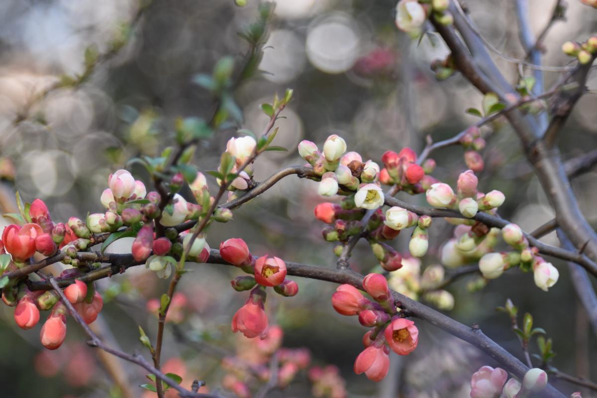 Chaenomeles Lindl. Pigwowiec