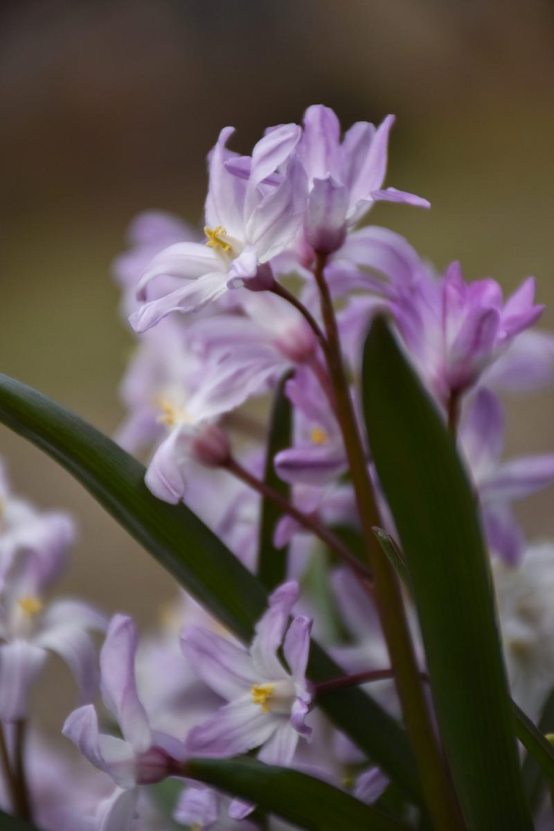 Chionodoxa luciliae Back. 'Pink Giant' Śnieżnik lśniący