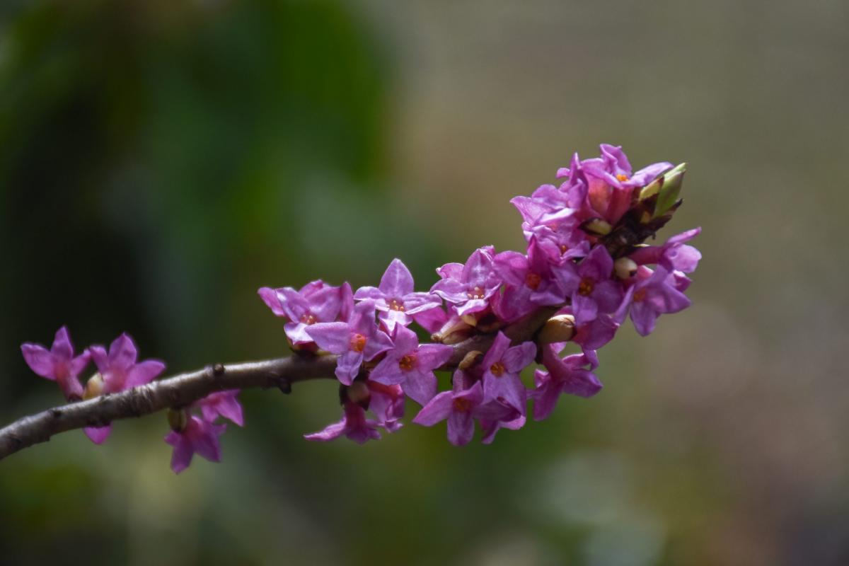 Daphne mezereum L. Wawrzynek wilczełyko
