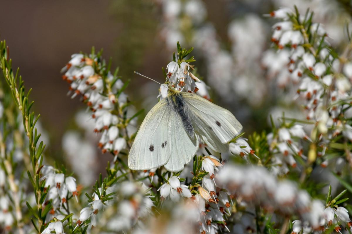 Erica carnea 'Alba' Wrzosiec krwisty 'Alba'