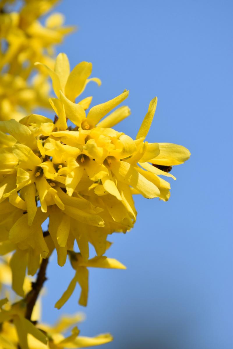 Forsythia Vahl. Forsycja
