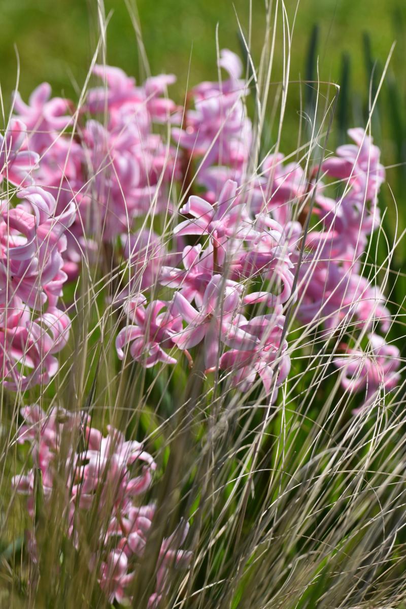 Hyacinthus orientalis L. 'Pink Pearl' i Stipa tennuissima 'Pony Tails' Ostnica cieniutka