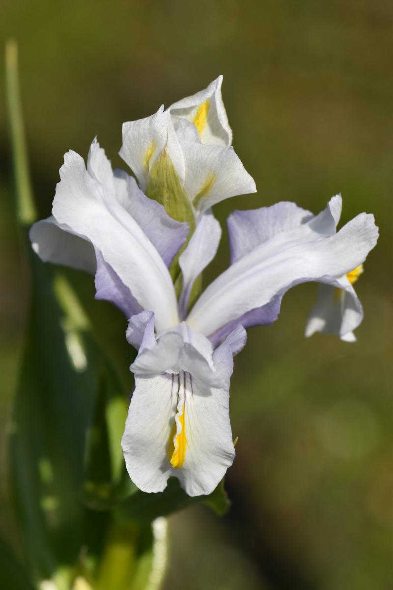 Iris magnifica Vved. Kosaciec wspaniały