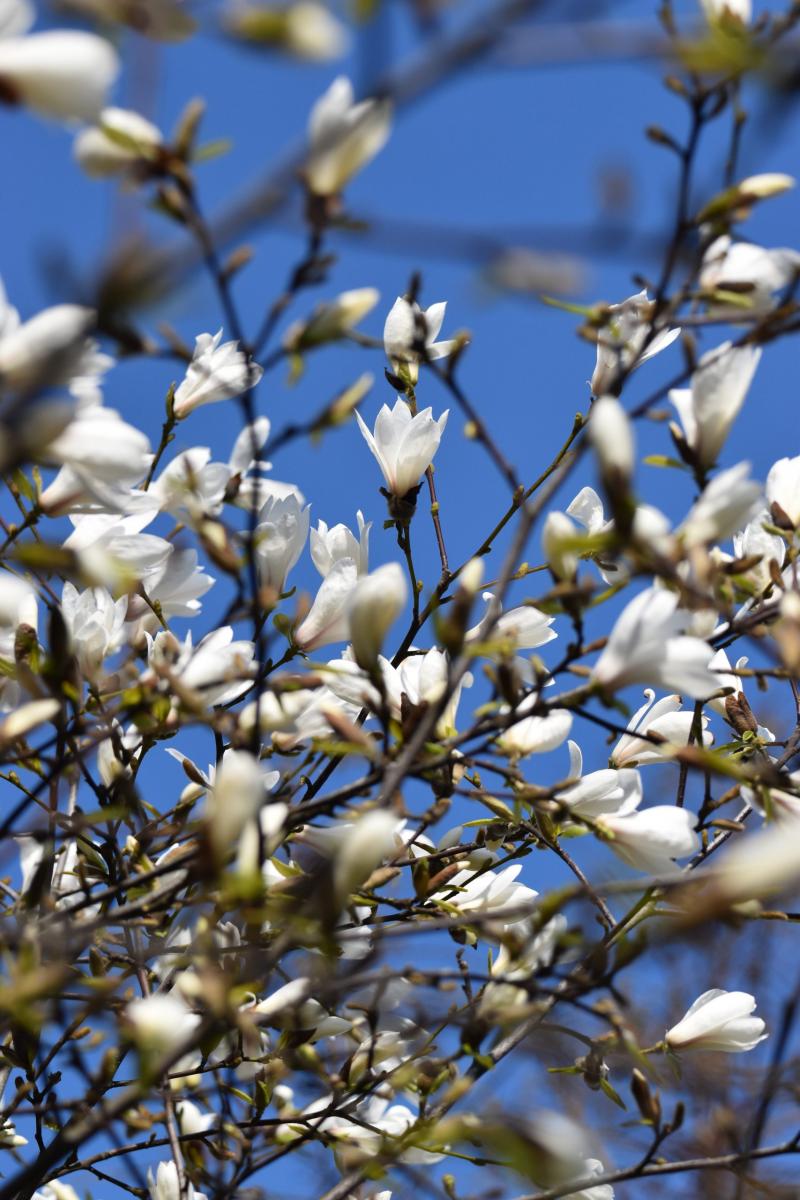 Magnolia kobus DC. var. borealis Magnolia japońska