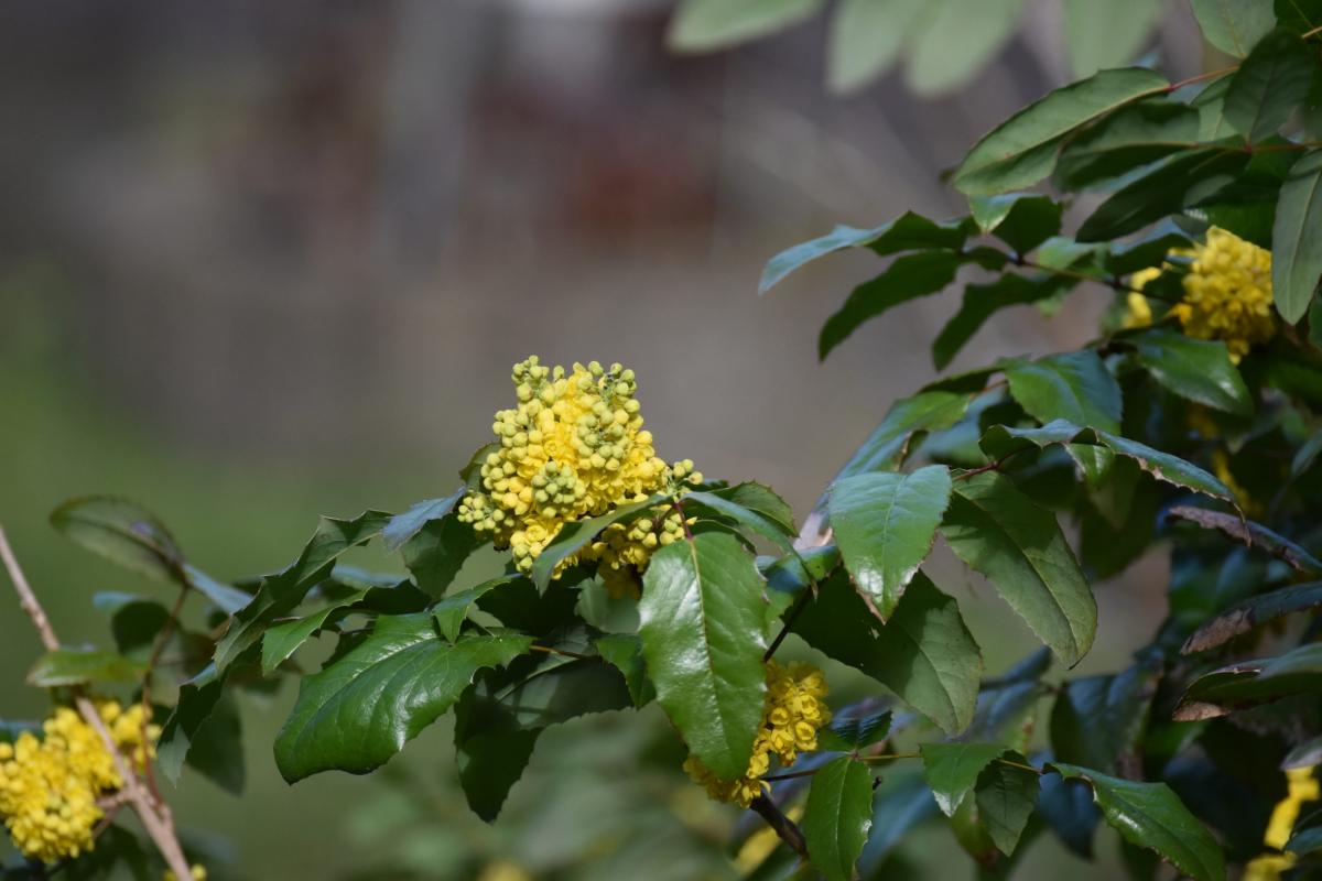 Mahonia aquifolium (Pursh) Nutt. Mahonia pospolita, Ościał