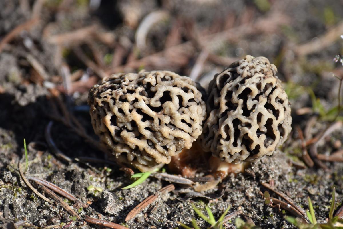 Morchella esculenta (L.) Pers Smardz jadalny, smardz zwyczajny