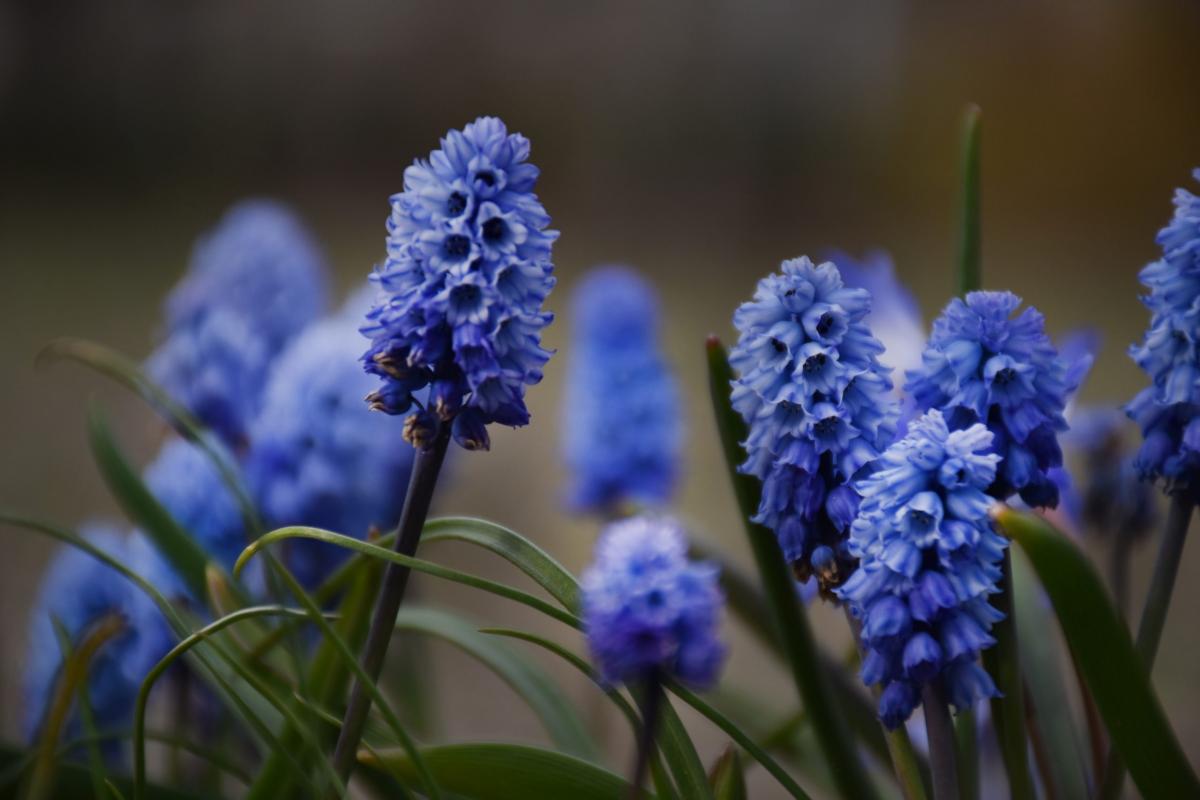 Muscari spp. Szafirek