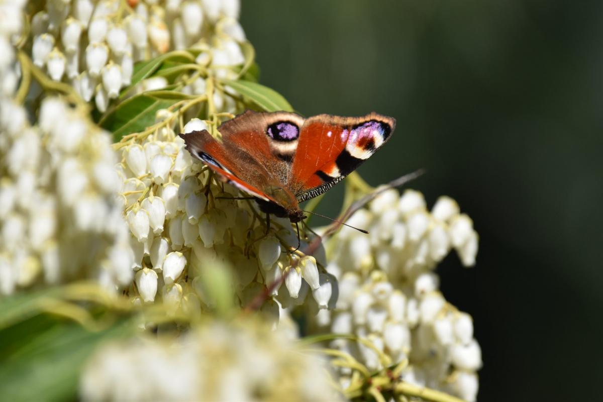 Pieris japonica D. Don ex G. Don Pieris japoński