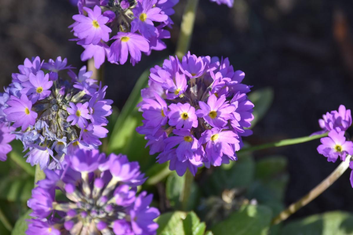 Primula denticulata Sm. Pierwiosnek ząbkowany