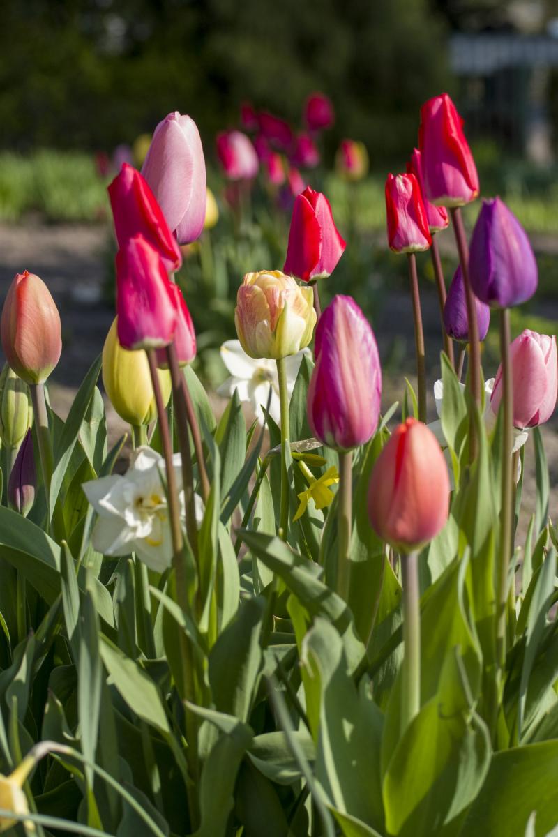 Tulipa spp. Narcissus spp. Tulipany i narcyzy