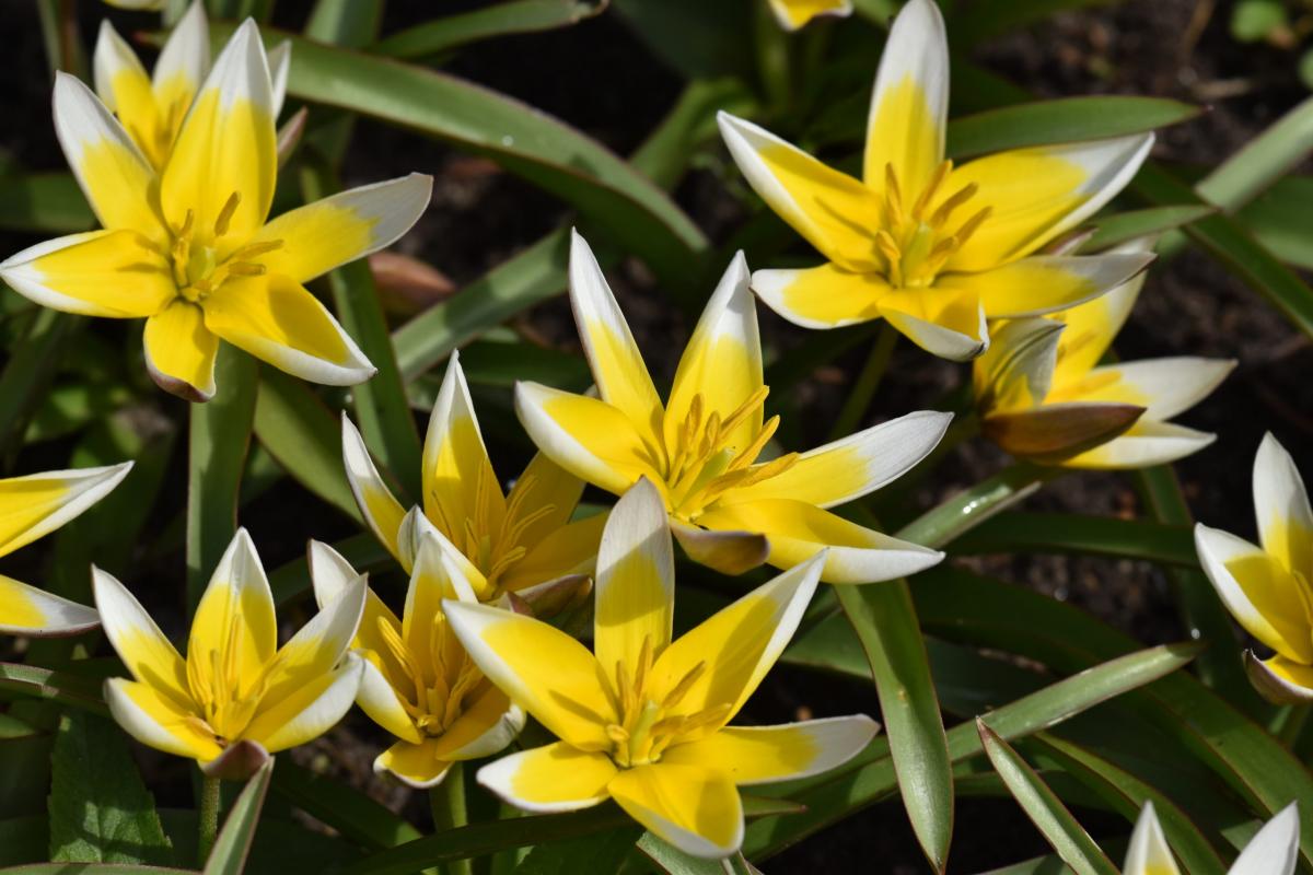 Tulipa tarda Stapf Tulipan późny
